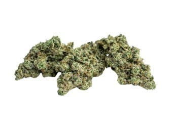 Strains Limited World Flower First Class Gas