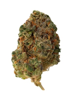 The Loud Plug Purple Rain